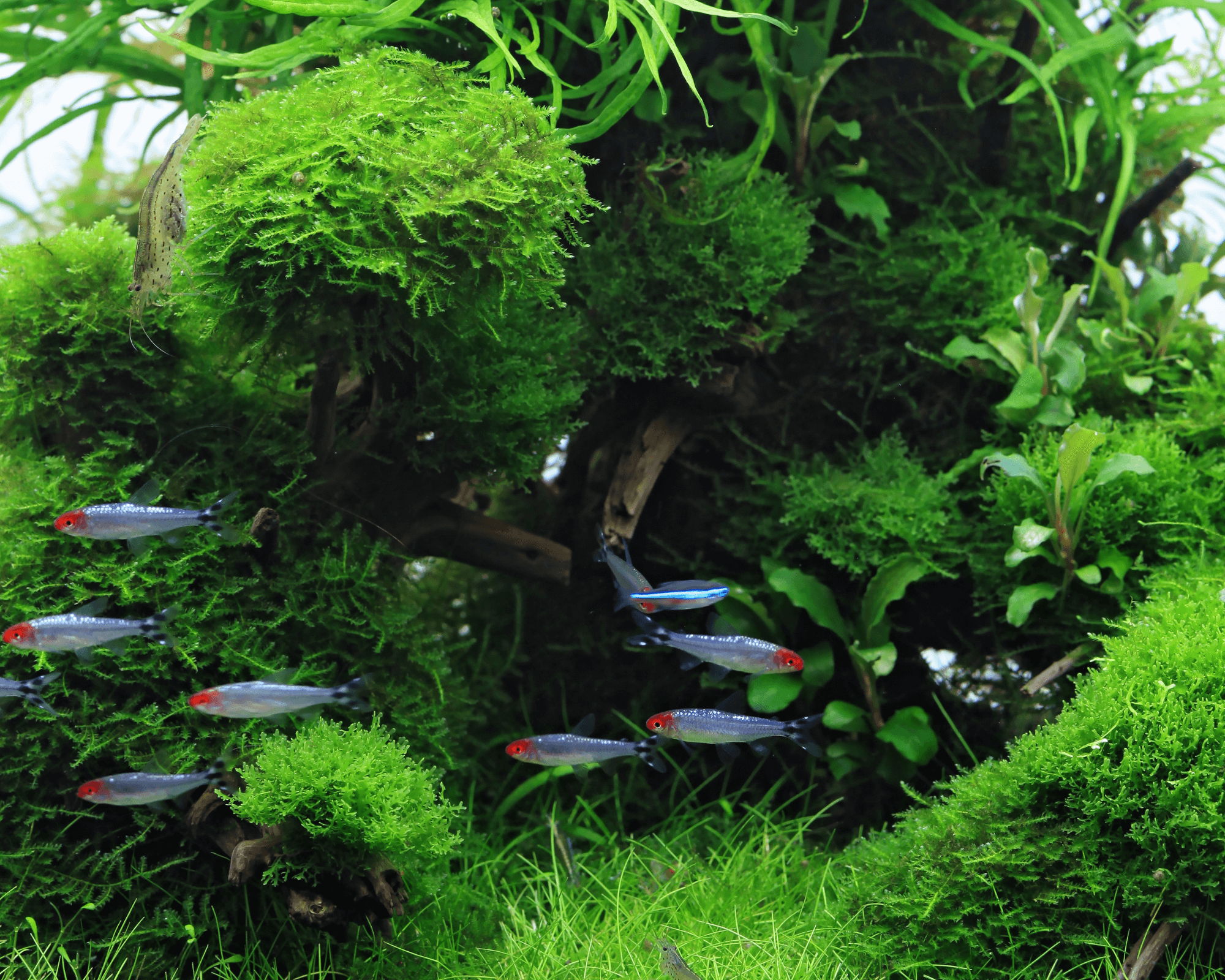 Vesicularia montagnei ('Christmas Moss')